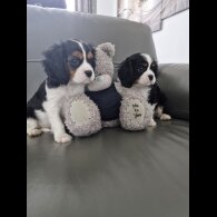 Cavalier King Charles Spaniel - Both
