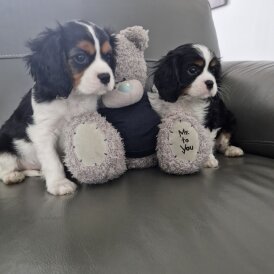 Cavalier King Charles Spaniel - Both