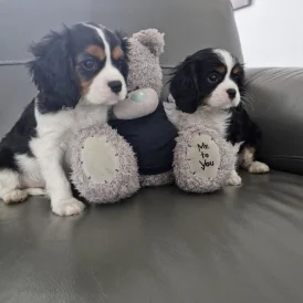Cavalier King Charles Spaniel - Both