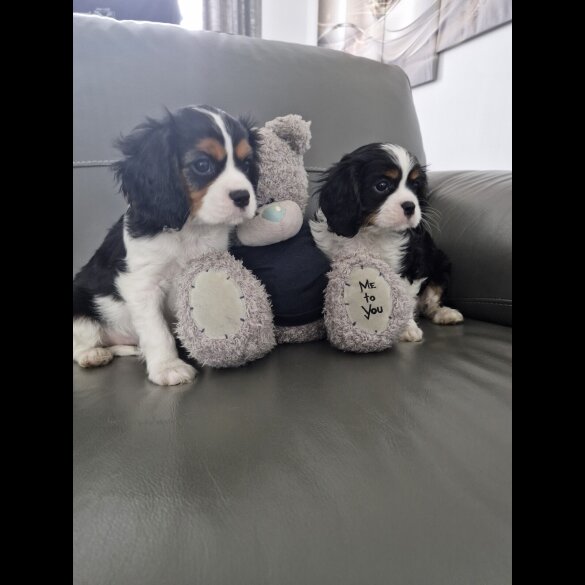 Cavalier King Charles Spaniel - Both