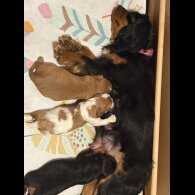 Cavalier King Charles Spaniel - Both