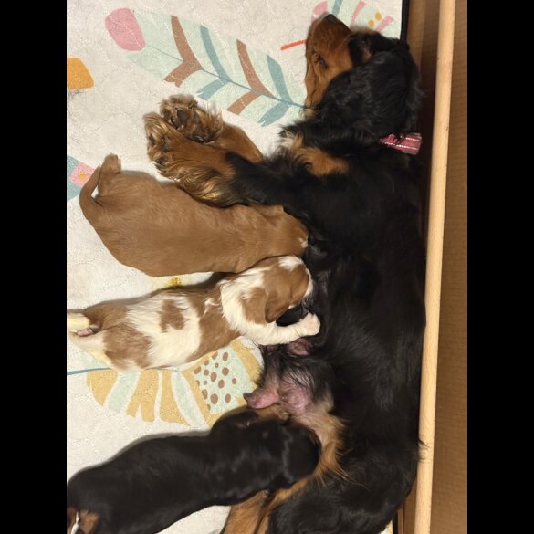 Cavalier King Charles Spaniel - Both