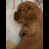 Cavalier King Charles Spaniel - Both