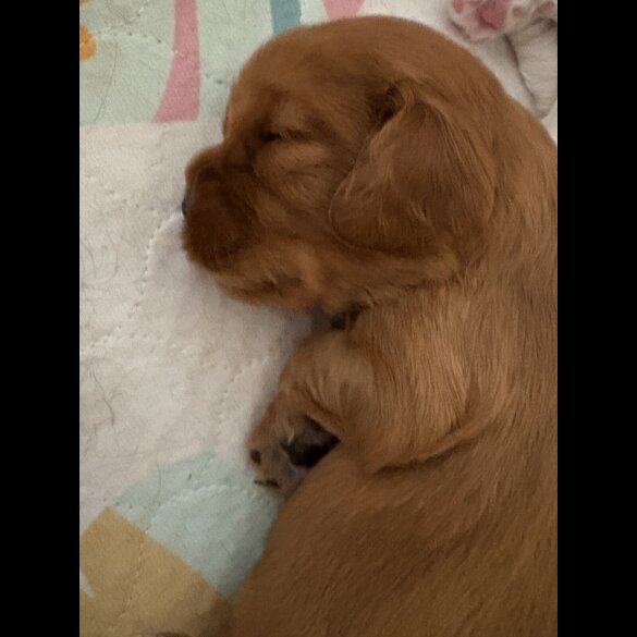 Cavalier King Charles Spaniel - Both
