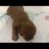 Cavalier King Charles Spaniel - Both