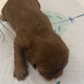 Cavalier King Charles Spaniel - Both