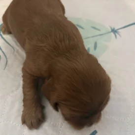 Cavalier King Charles Spaniel - Both