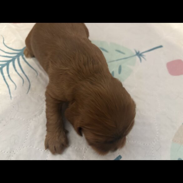 Cavalier King Charles Spaniel - Both