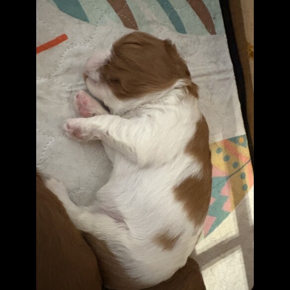 Cavalier King Charles Spaniel - Both