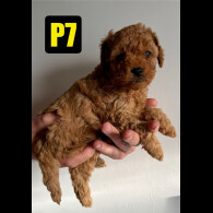 Cavapoo - Both