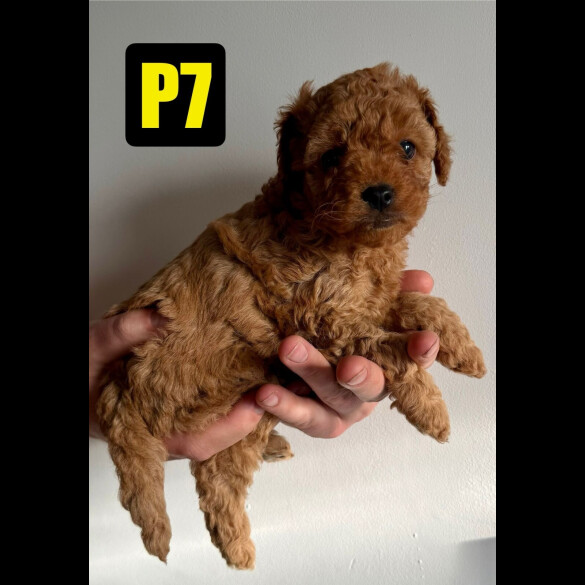 Cavapoo - Both