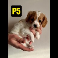 Cavapoo - Both