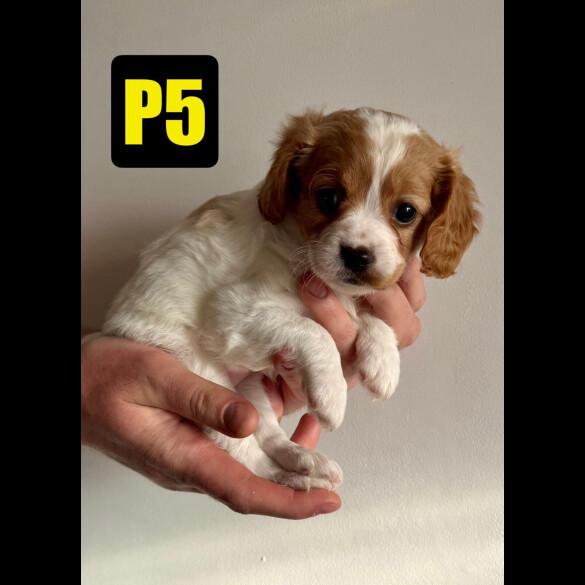 Cavapoo - Both