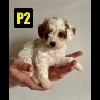 Cavapoo - Both