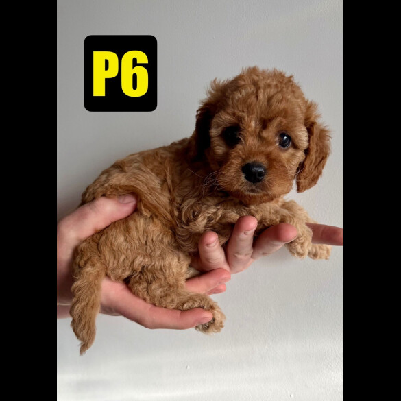 Cavapoo - Both