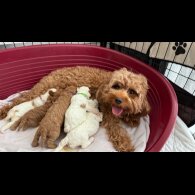 Cavapoo - Both