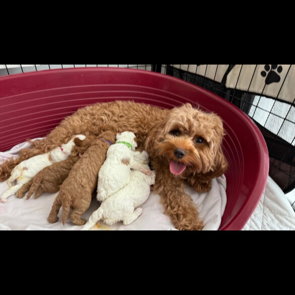 Cavapoo - Both