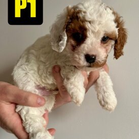 Cavapoo - Both