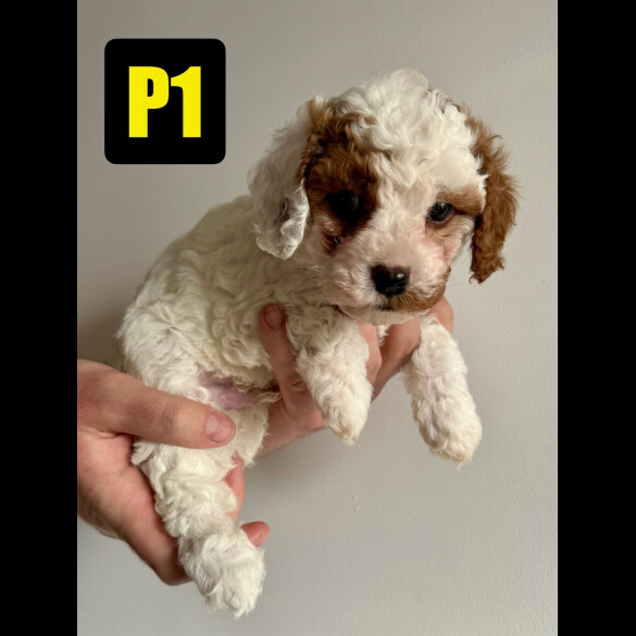 Cavapoo - Both