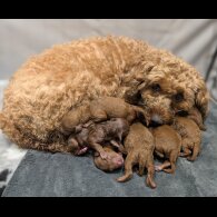 Cavapoo - Both