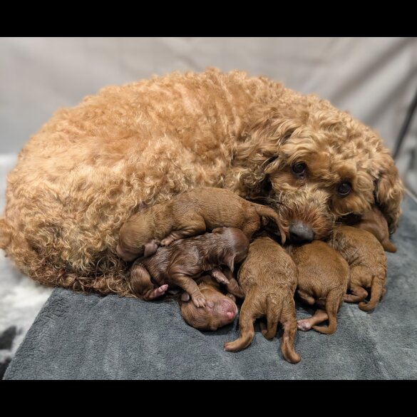 Cavapoo - Both
