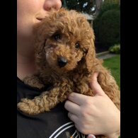 Cavapoo - Both