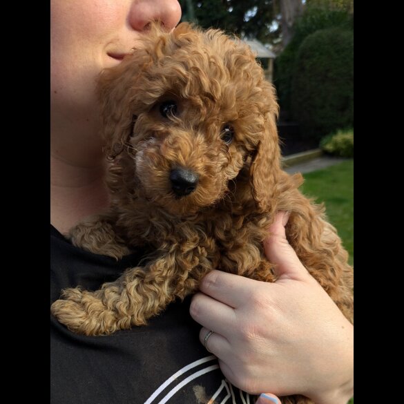 Cavapoo - Both