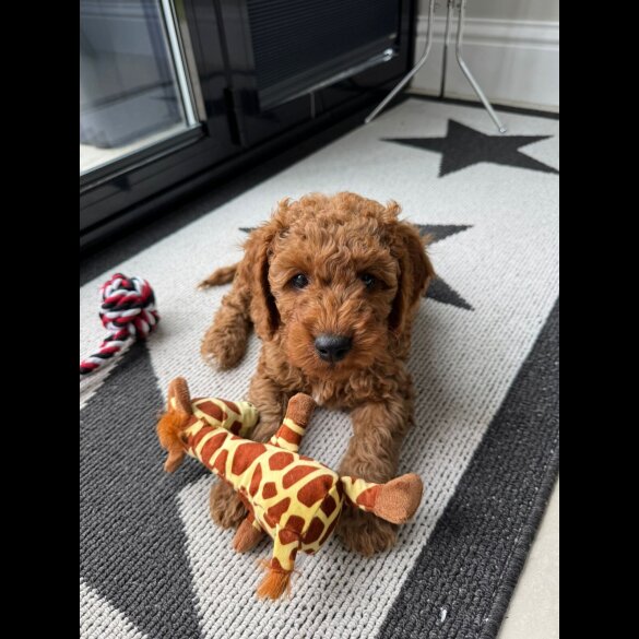 Cavapoo - Both