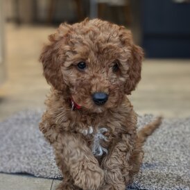 Cavapoo - Both