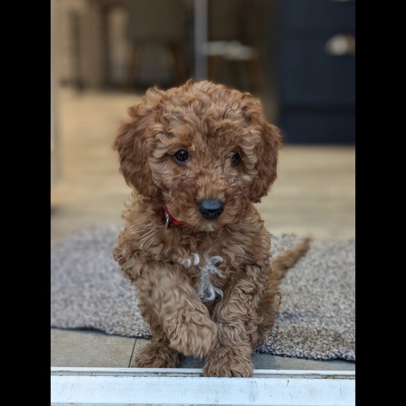 Cavapoo - Both