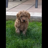 Cavapoo - Both