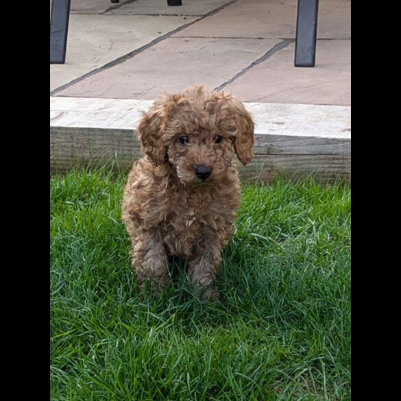 Cavapoo - Both