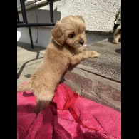Cavapoo - Both