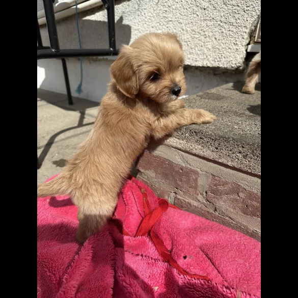 Cavapoo - Both