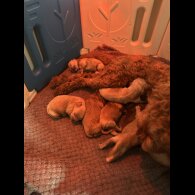 Cavapoo - Both