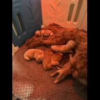 Cavapoo - Both
