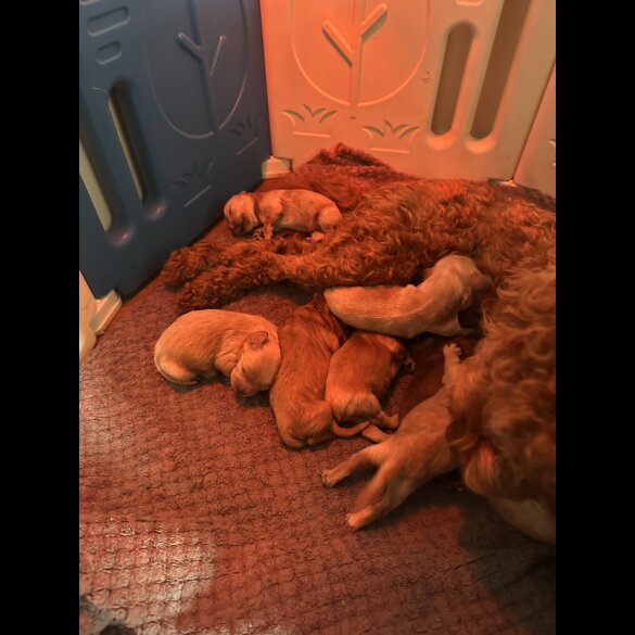 Cavapoo - Both