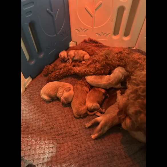 Cavapoo - Both