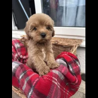 Cavapoo - Both