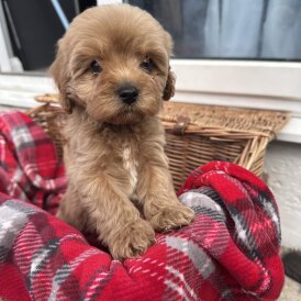 Cavapoo - Both