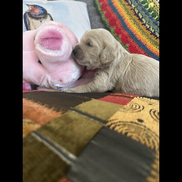 Cavapoo - Both
