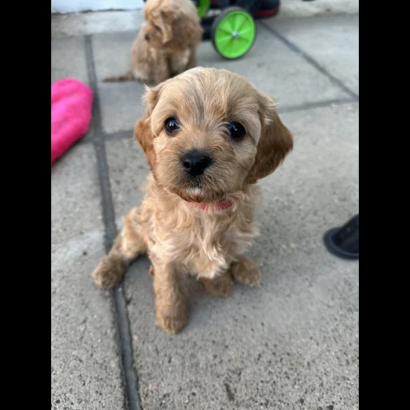 Cavapoo - Both
