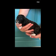 Cavapoo - Both