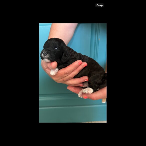 Cavapoo - Both