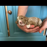 Cavapoo - Both