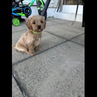 Cavapoo - Both