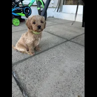Cavapoo - Both