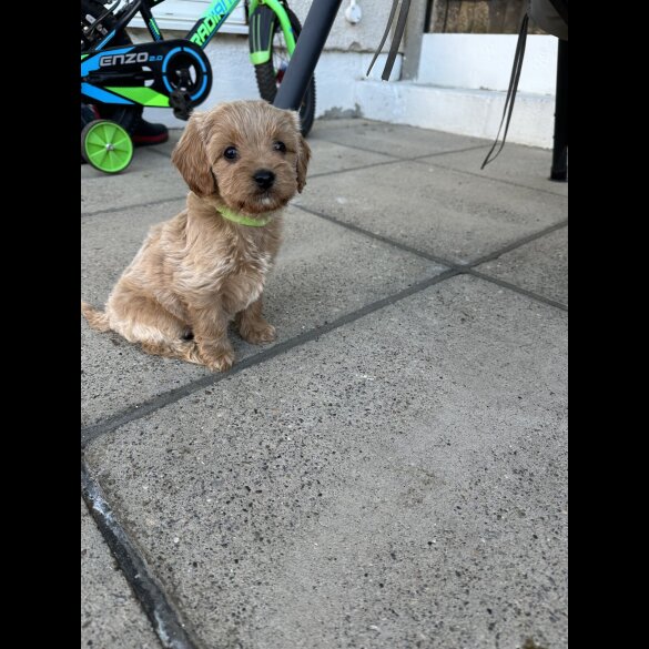 Cavapoo - Both