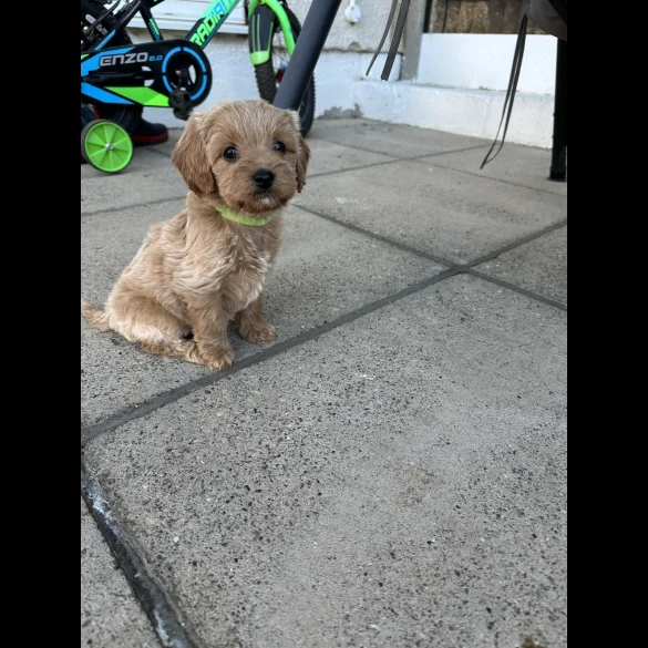 Cavapoo - Both