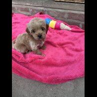 Cavapoo - Both